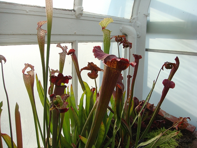 337 Longwood Gardens [2008 August 23].JPG - Longwood Gardens in Pennsylvania